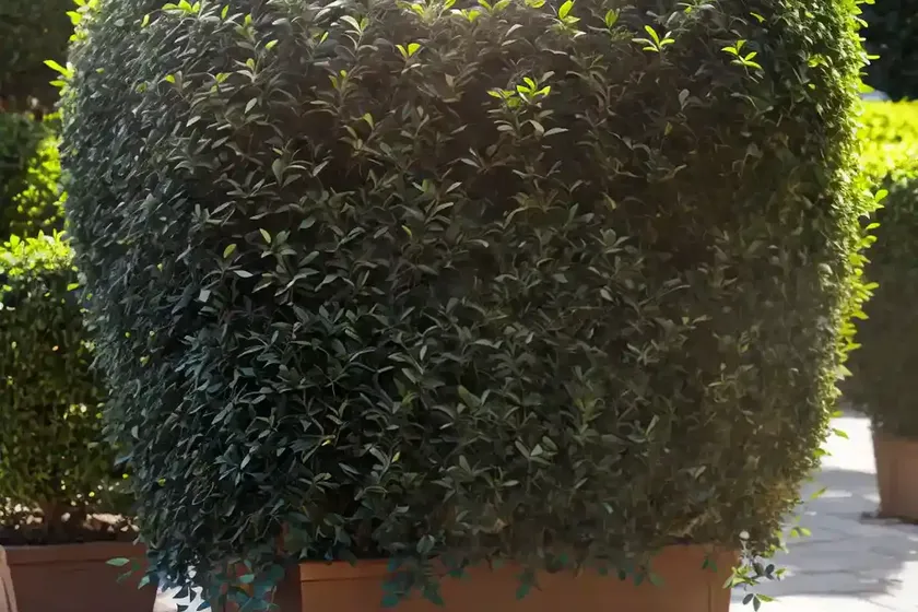 Common privet (ligustrum vulgare)