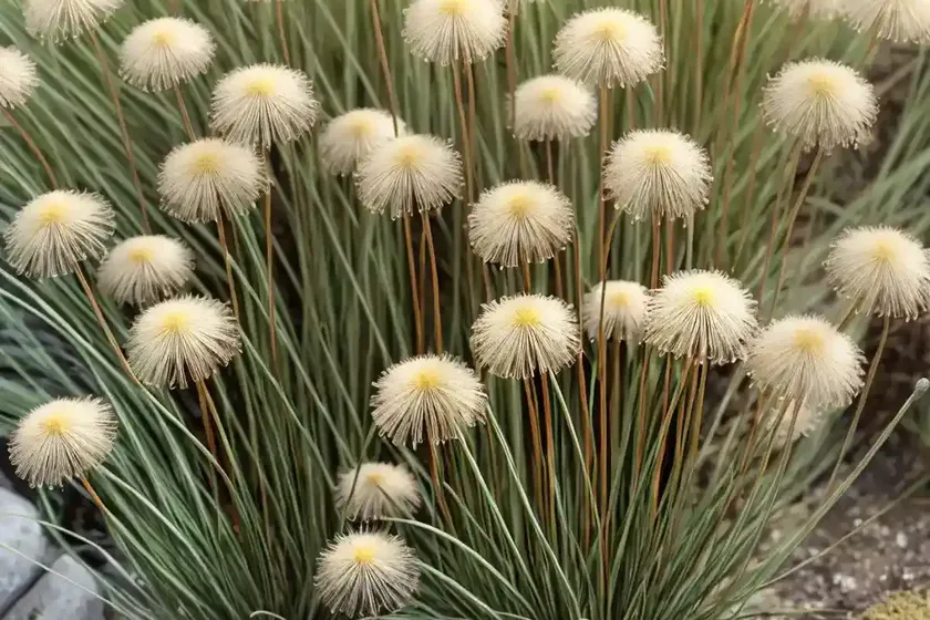 Common Rush (Juncus Effusus) — photo 2