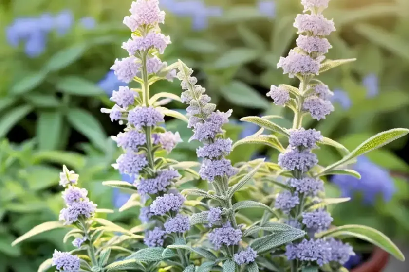 Common Sage (Salvia Officinalis) — photo 2