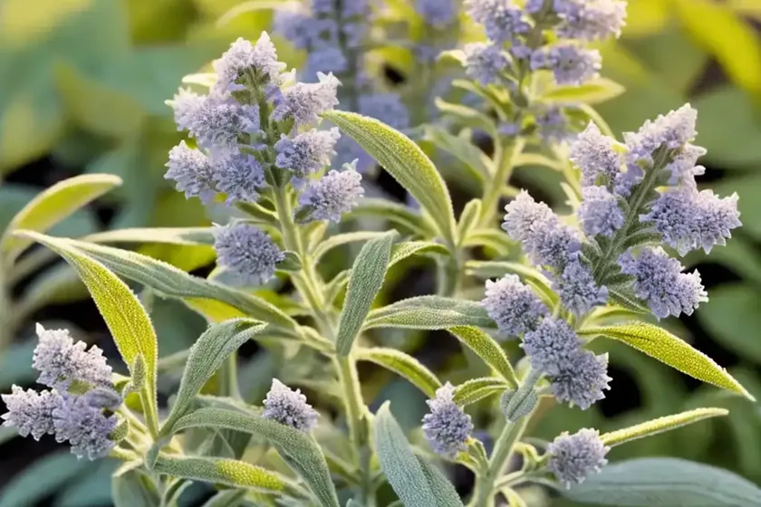 Common Sage (Salvia Officinalis) — photo 3