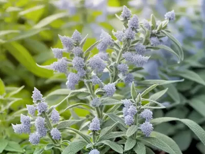 Common Sage (Salvia Officinalis)