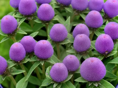 Common Self-Heal (Prunella Vulgaris)