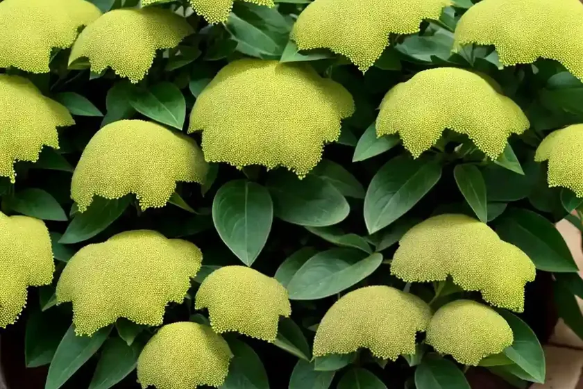 Common spurge (euphorbia taurinensis) — photo 3