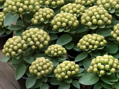 Common Spurge (Euphorbia Taurinensis)