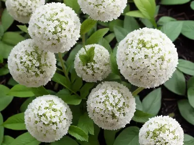 Common Sunshine Conebush (Leucadedron Salignum)