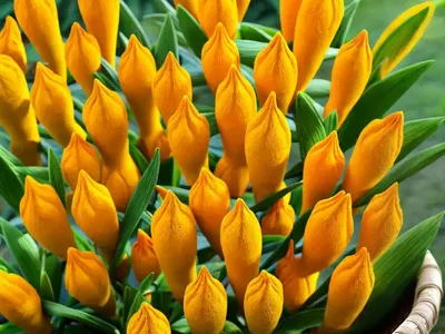 Common Turmeric (Curcuma Longa)