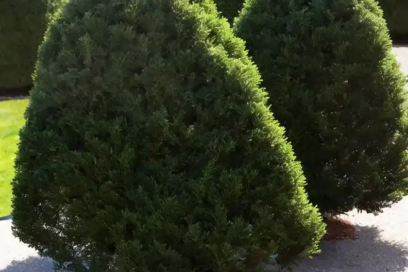 Common yew (taxus baccata) — photo 2