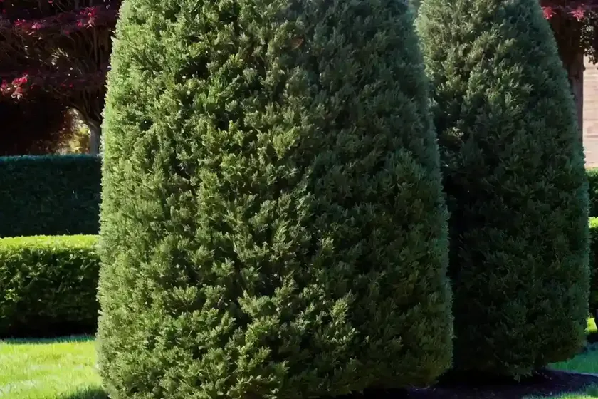 Common yew (taxus baccata) — photo 3