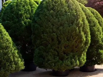 Common Yew (Taxus Baccata)