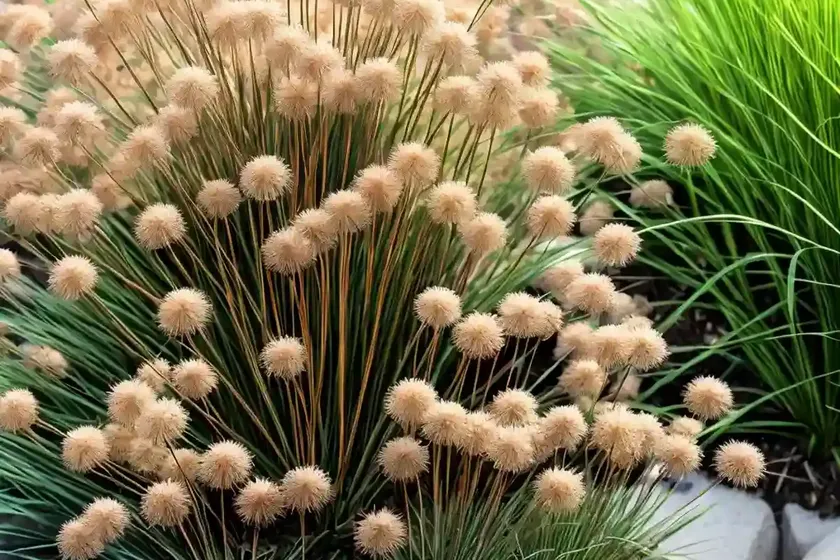 Compact rush (juncus conglomeratus) — photo 3