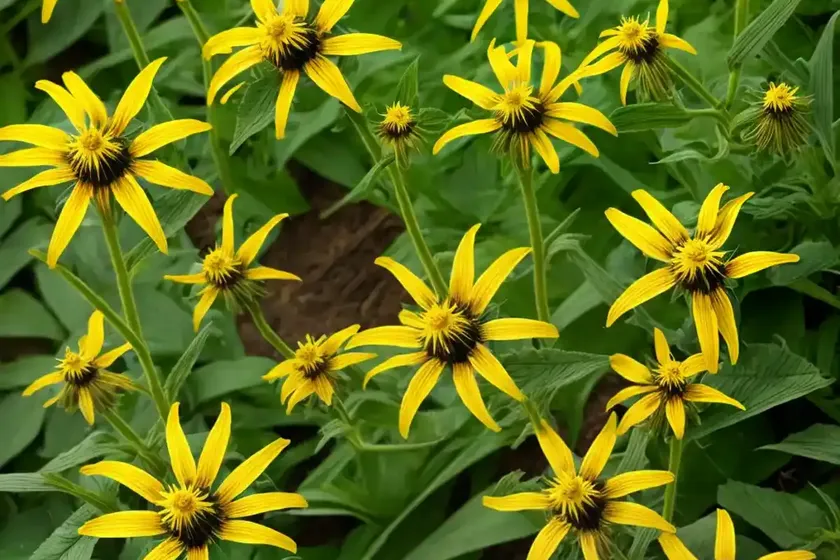 Compass plant (silphium laciniatum) — photo 2