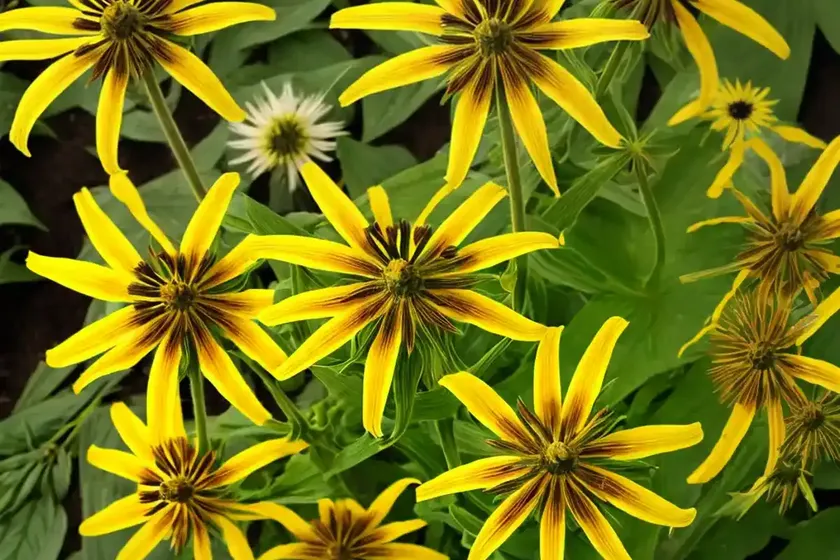 Compass plant (silphium laciniatum) — photo 3