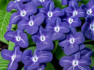 Concord Blue (Streptocarpus Saxorum ‘Concord Blue’)