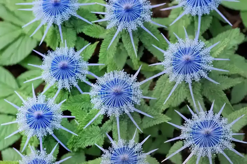 Conoclinium coelestinum (blue mistflower) — photo 2