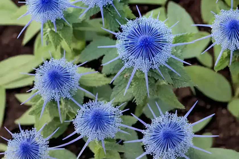 Conoclinium coelestinum (blue mistflower) — photo 3