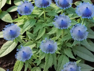 Conoclinium Coelestinum (Blue Mistflower)
