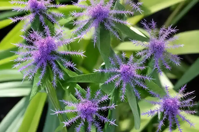 Conoclinium greggii (palm-leaf mistflower) — photo 2