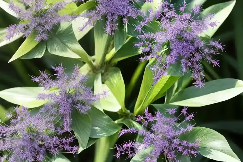 Conoclinium greggii (palm-leaf mistflower) — photo 3