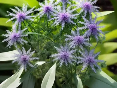 Conoclinium Greggii (Palm-leaf Mistflower)
