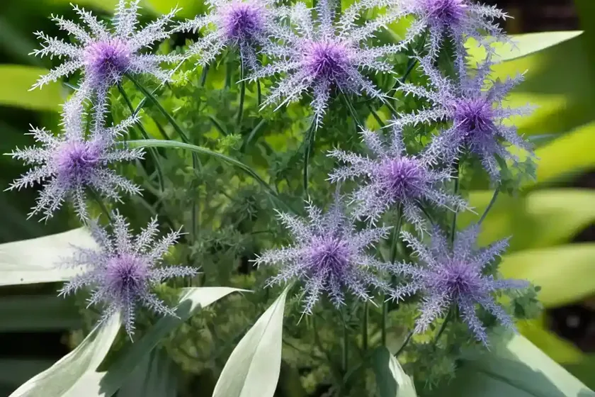 Conoclinium greggii (palm-leaf mistflower)
