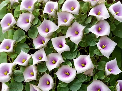 Convolvulus Althaeoides (Mallow Bindweed)