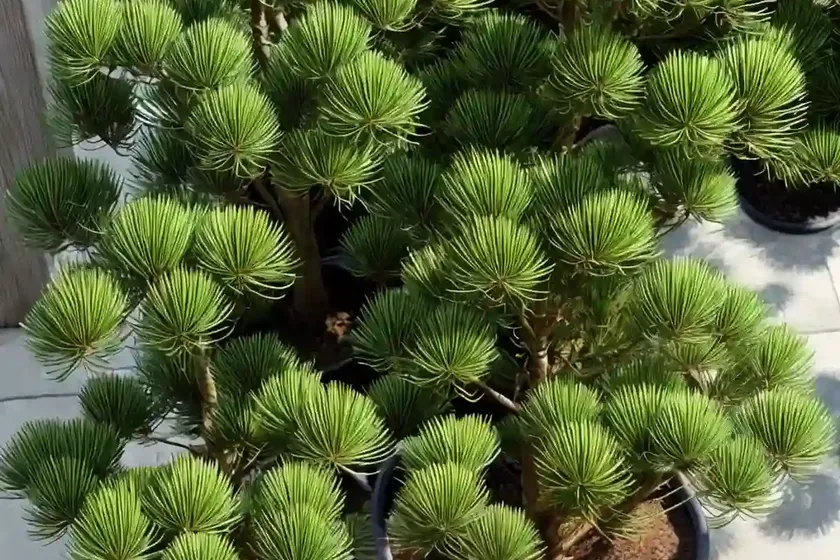 Cook’s pine (araucaria columnaris) — photo 2