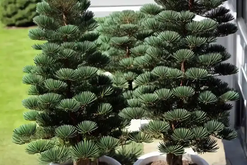 Cook’s pine (araucaria columnaris) — photo 3