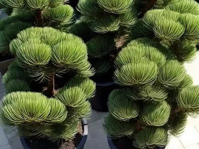 Cook’s Pine (Araucaria Columnaris)
