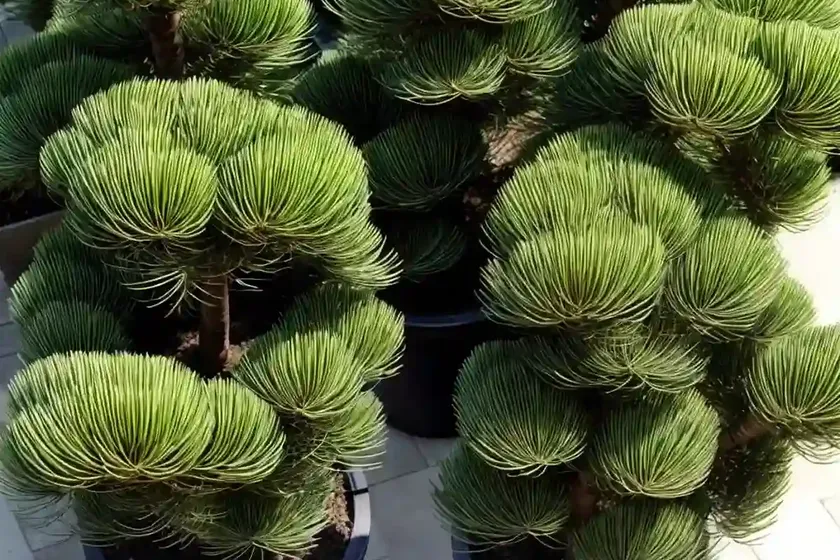 Cook’s pine (araucaria columnaris)