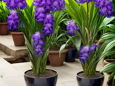Cooper’s African Hyacinth (Ledebouria Cooperi)