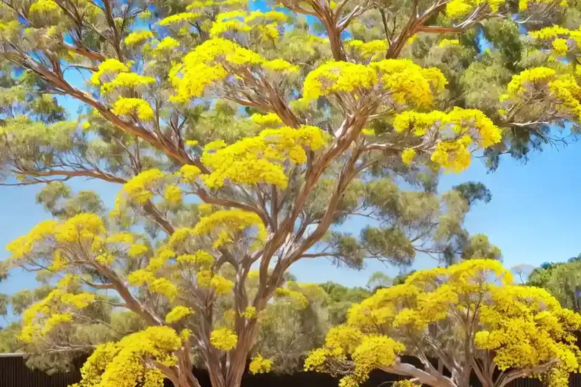 Cootamundra wattle (acacia baileyana) — photo 2