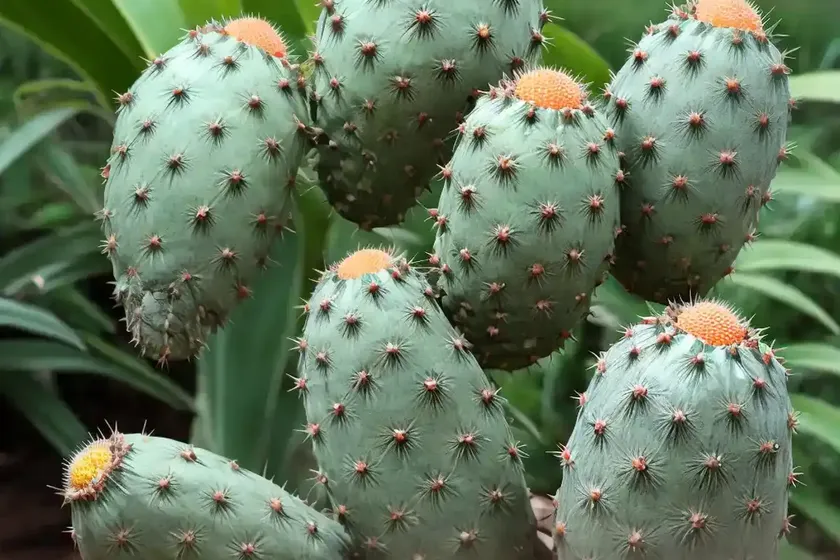 Copiapoa humilis (copiapoa humilis) — photo 3