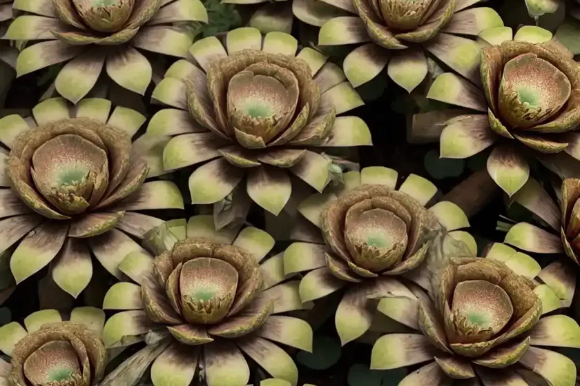 Copper pinwheel (aeonium sunburst’) — photo 3