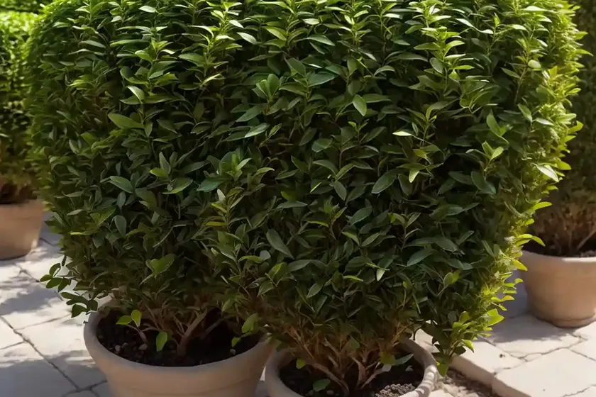 Coprosma sahara (coprosma sahara) — photo 2