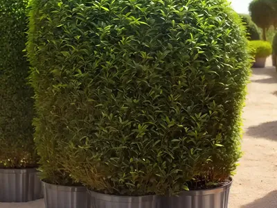 Coprosma Sahara (Coprosma Sahara)