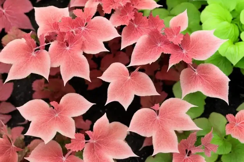 Coral bell (heuchera sanguinea) — photo 3