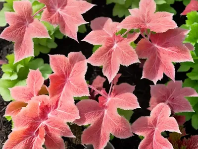 Coral Bell (Heuchera Sanguinea)