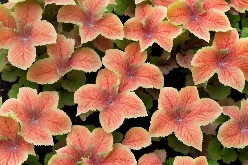 Coral Bells (Heuchera ‘Amber Waves’) — photo 2