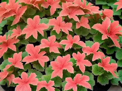 Coral Bells (Heuchera ‘Amber Waves’)