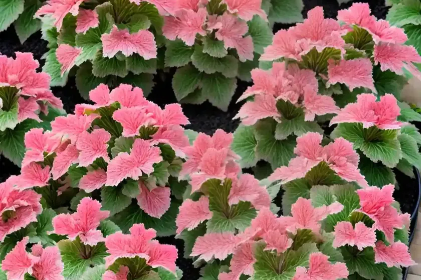 Coral bells (heuchera americana ‘bartram’) — photo 2