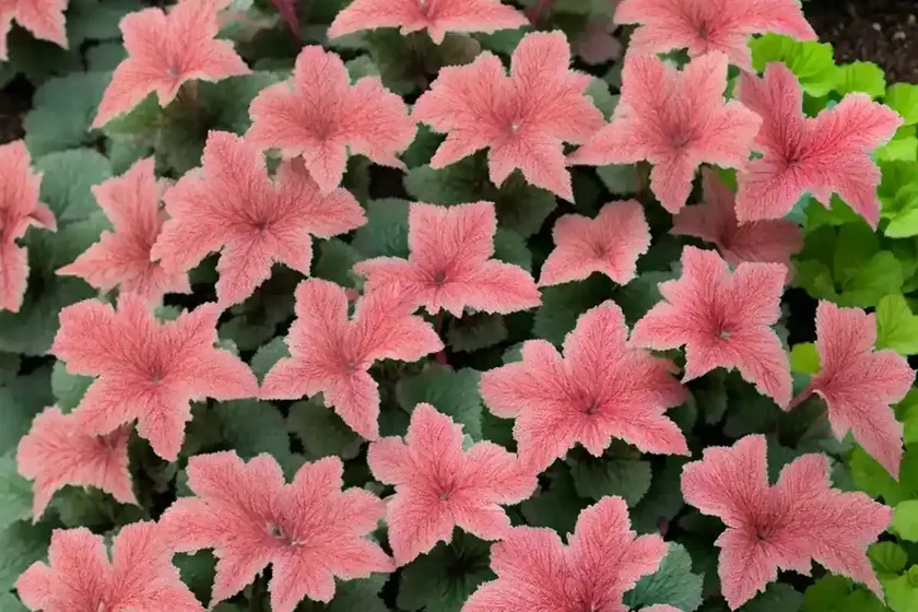 Coral bells (heuchera americana ‘bartram’) — photo 3