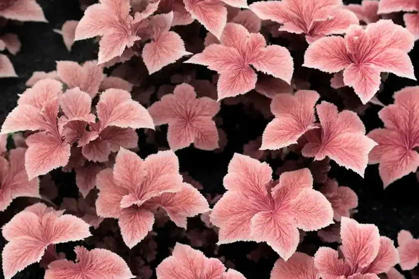 Coral bells (heuchera ‘black beauty’) — photo 2