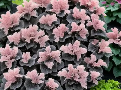 Coral Bells (Heuchera ‘Black Beauty’)