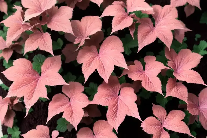 Coral bells (heuchera ‘black forest cake’) — photo 3