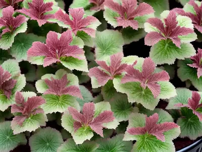 Coral Bells (Heuchera ‘Black Forest Cake’)