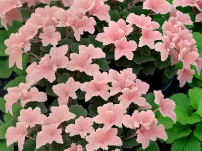 Coral Bells (Heuchera Cylindrica)