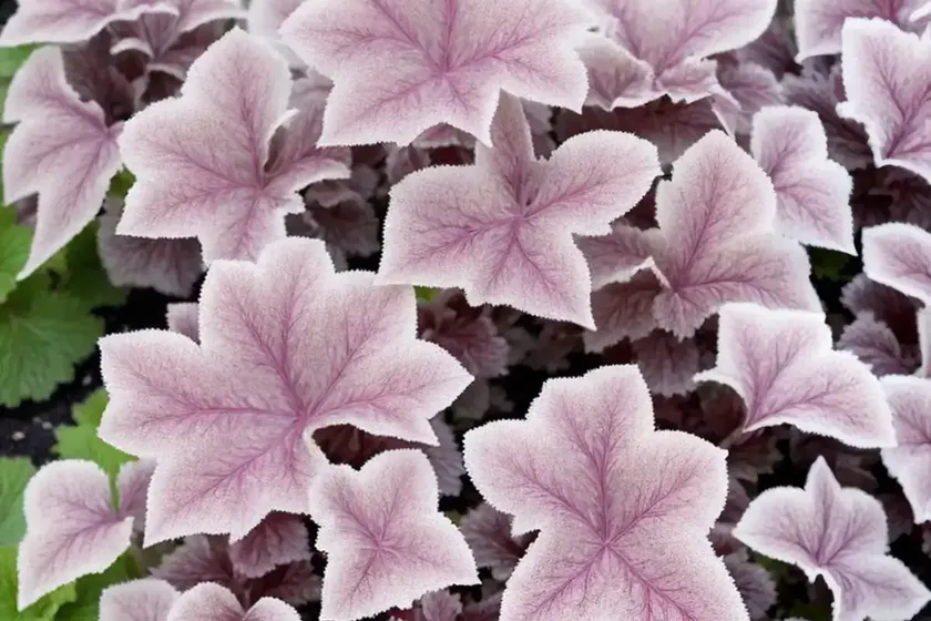Coral bells (heuchera ‘frosted violet’) — photo 2