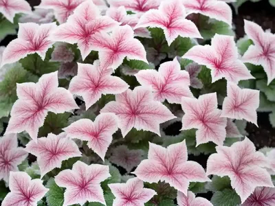 Coral Bells (Heuchera ‘Frosted Violet’)