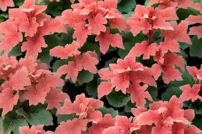 Coral bells (heuchera ‘melting fire’) — photo 2