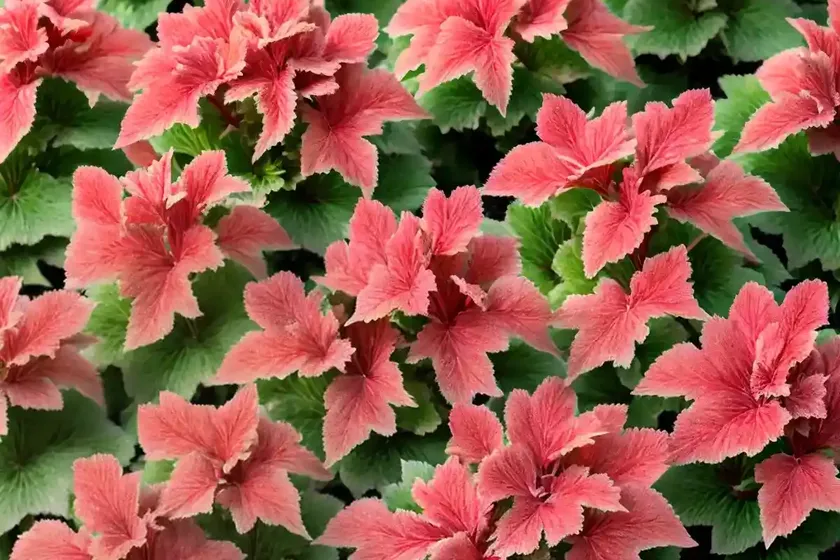 Coral bells (heuchera ‘melting fire’) — photo 3